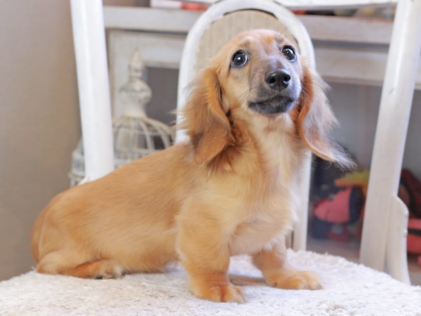カニンヘン ダックスフンド カメオ ＆ ボノの子犬 レッド 男の子