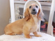 Kaninchen_Dachshund_0253 Kaninchen_Dachshund_0253