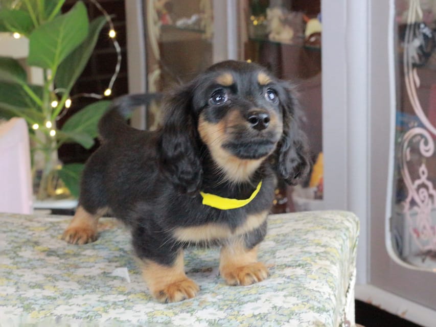 カニンヘンダックスフンド おんぷ&ブルースの子犬 ブラタン 男の子（1）