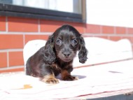 Kaninchen_Dachshund_0265