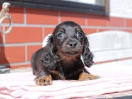 Kaninchen_Dachshund_0269 Kaninchen_Dachshund_0269