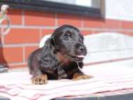 Kaninchen_Dachshund_0271