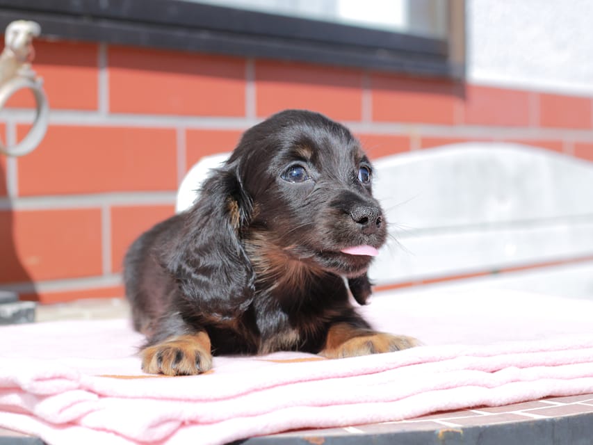 カニンヘン ダックスフンド アンリブレ ＆ リバティーの子犬 ブラックイエロー 男の子
