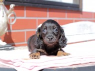 Kaninchen_Dachshund_0274