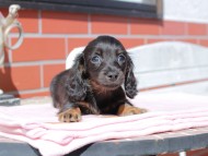 Kaninchen_Dachshund_0275