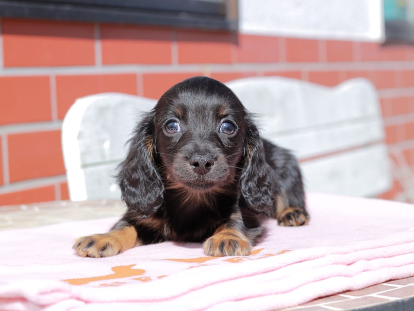 カニンヘン ダックスフンド アンリブレ ＆ リバティーの子犬 ブラックイエロー 男の子