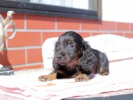 アンリブレ & リバティーの子犬 ブラックイエロー 男の子 カニンヘンダックスフンド アンリブレ & リバティーの子犬 ブラックイエロー 男の子 カニンヘンダックスフンド