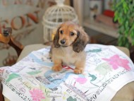 Kaninchen_Dachshund_0291