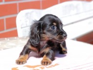 Kaninchen_Dachshund_0292