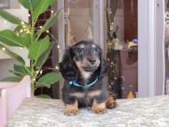 Kaninchen_Dachshund_0294