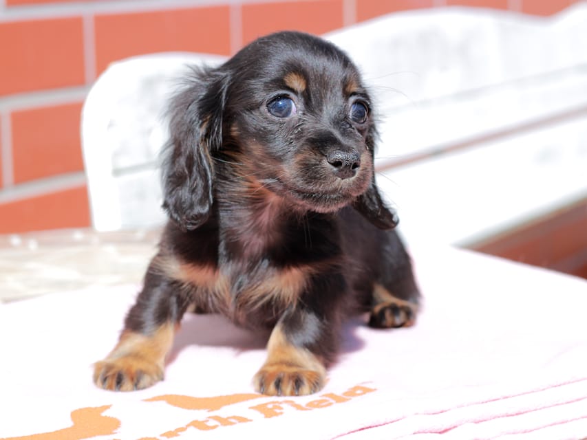 カニンヘン ダックスフンド アンリブレ ＆ リバティーの子犬 ブラックタン 女の子
