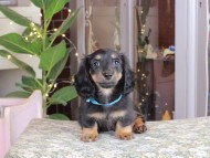 Kaninchen_Dachshund_0295
