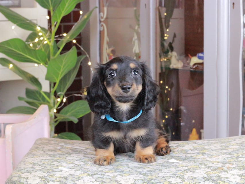 カニンヘンダックスフンド おんぷ&ブルースの子犬 ブラタン 男の子（2）