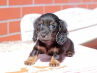 Kaninchen_Dachshund_0296