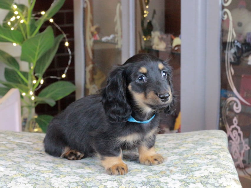 カニンヘンダックスフンド おんぷ&ブルースの子犬 ブラタン 男の子（2）