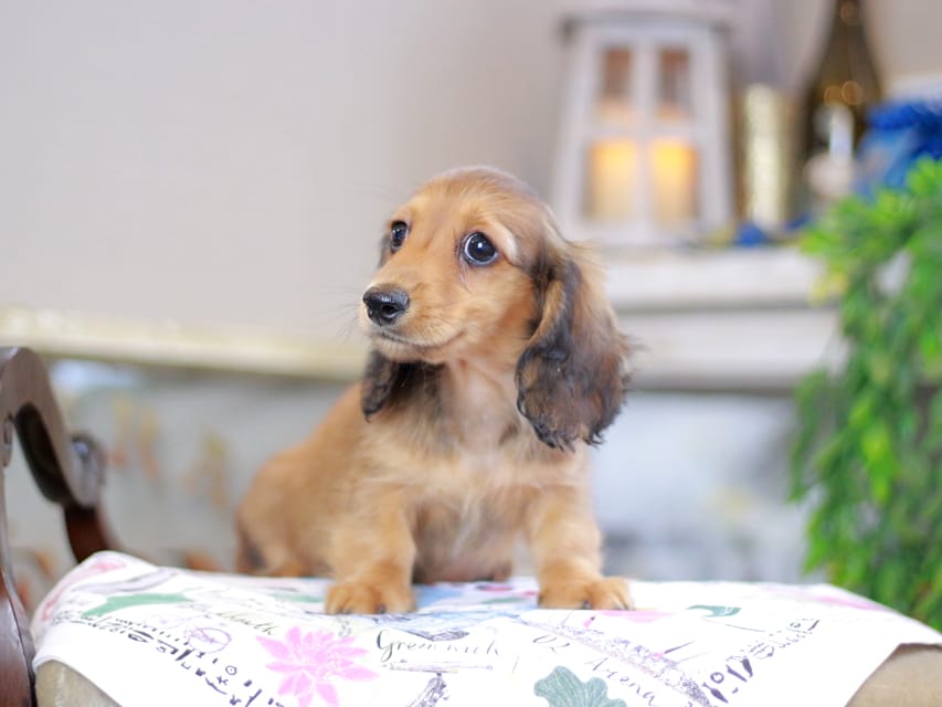 カニンヘンダックスフンド バルーン&スパーキの子犬 レッド 男の子（1）