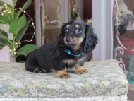 Kaninchen_Dachshund_0308