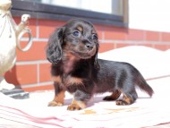 Kaninchen_Dachshund_0308
