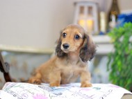 Kaninchen_Dachshund_0309 Kaninchen_Dachshund_0309