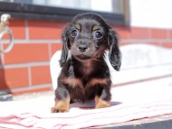 Kaninchen_Dachshund_0312