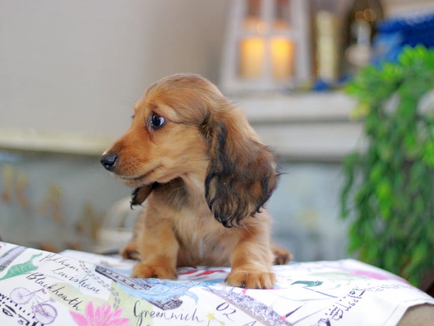 カニンヘンダックスフンド バルーン&スパーキの子犬 レッド 男の子（1）