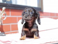 アンリブレ & リバティーの子犬 ブラックタン 女の子 カニンヘンダックスフンド アンリブレ & リバティーの子犬 ブラックタン 女の子 カニンヘンダックスフンド