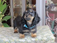 Kaninchen_Dachshund_0318