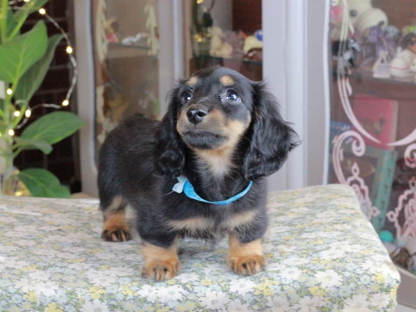 カニンヘンダックスフンド おんぷ&ブルースの子犬 ブラタン 男の子（2）