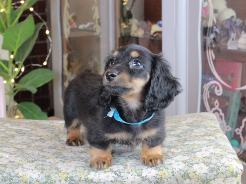 カニンヘンダックスフンド おんぷ&ブルースの子犬 ブラタン 男の子（2）