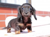 Kaninchen_Dachshund_0319