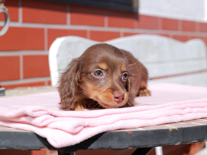 カニンヘン ダックスフンド アンリブレ ＆ リバティーの子犬 チョコタン 女の子