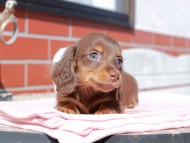 Kaninchen_Dachshund_0330
