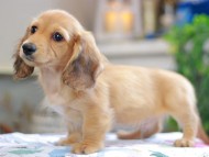 Kaninchen_Dachshund_0331