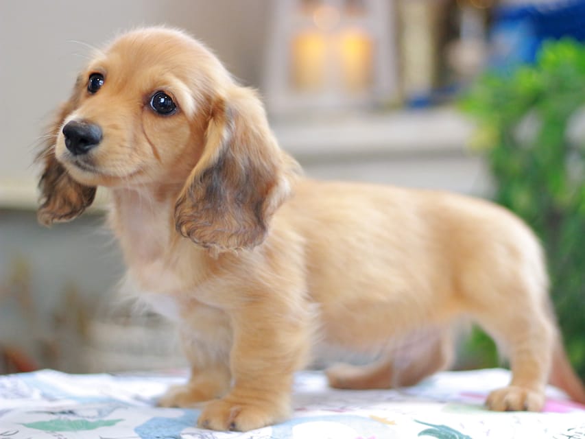 カニンヘンダックスフンド バルーン&スパーキの子犬 レッド 男の子(2)Kaninchen_Dachshund_0331 カニンヘンダックスフンド バルーン&スパーキの子犬 レッド 男の子(2)