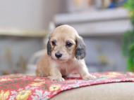 Kaninchen_Dachshund_0340 Kaninchen_Dachshund_0340