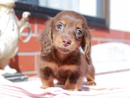 Kaninchen_Dachshund_0341
