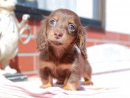Kaninchen_Dachshund_0342