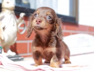 Kaninchen_Dachshund_0343