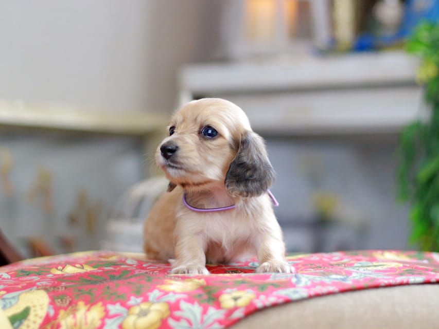 カニンヘンダックスフンド ほたる&パッションの子犬 イエロー（クリーム） 女の子（1）