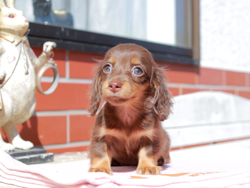カニンヘン ダックスフンド アンリブレ ＆ リバティーの子犬 チョコタン 女の子