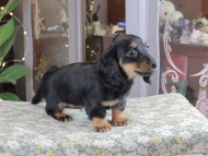 Kaninchen_Dachshund_0352