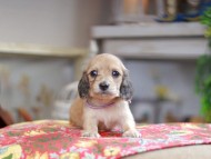 Kaninchen_Dachshund_0353 Kaninchen_Dachshund_0353