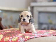 Kaninchen_Dachshund_0355