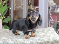 Kaninchen_Dachshund_0355 Kaninchen_Dachshund_0355