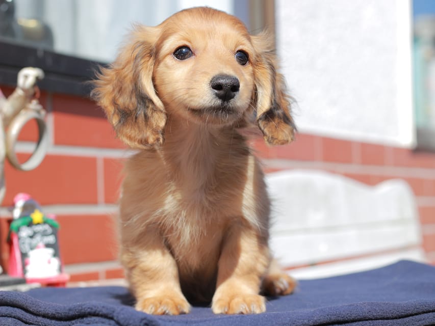 カニンヘン ダックスフンド チャンミ ＆ ボノの子犬 レッド 男の子