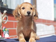 Kaninchen_Dachshund_0358