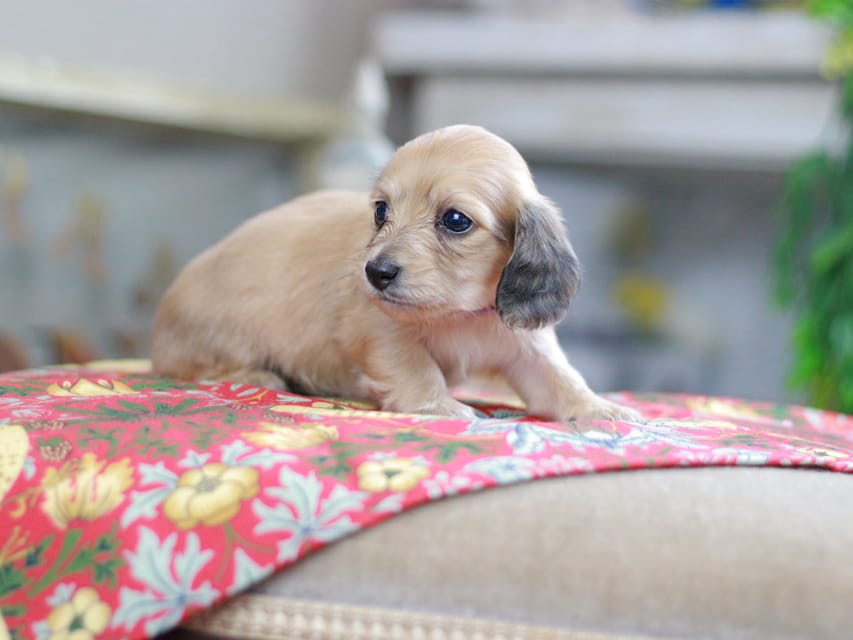 カニンヘンダックスフンド ほたる&パッションの子犬 イエロー（クリーム） 女の子（1）