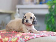 Kaninchen_Dachshund_0367 Kaninchen_Dachshund_0367