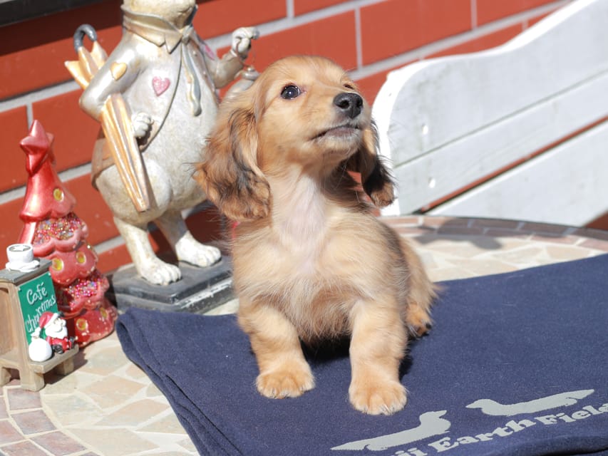 カニンヘン ダックスフンド チャンミ ＆ ボノの子犬 レッド 男の子