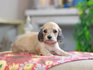 Kaninchen_Dachshund_0369